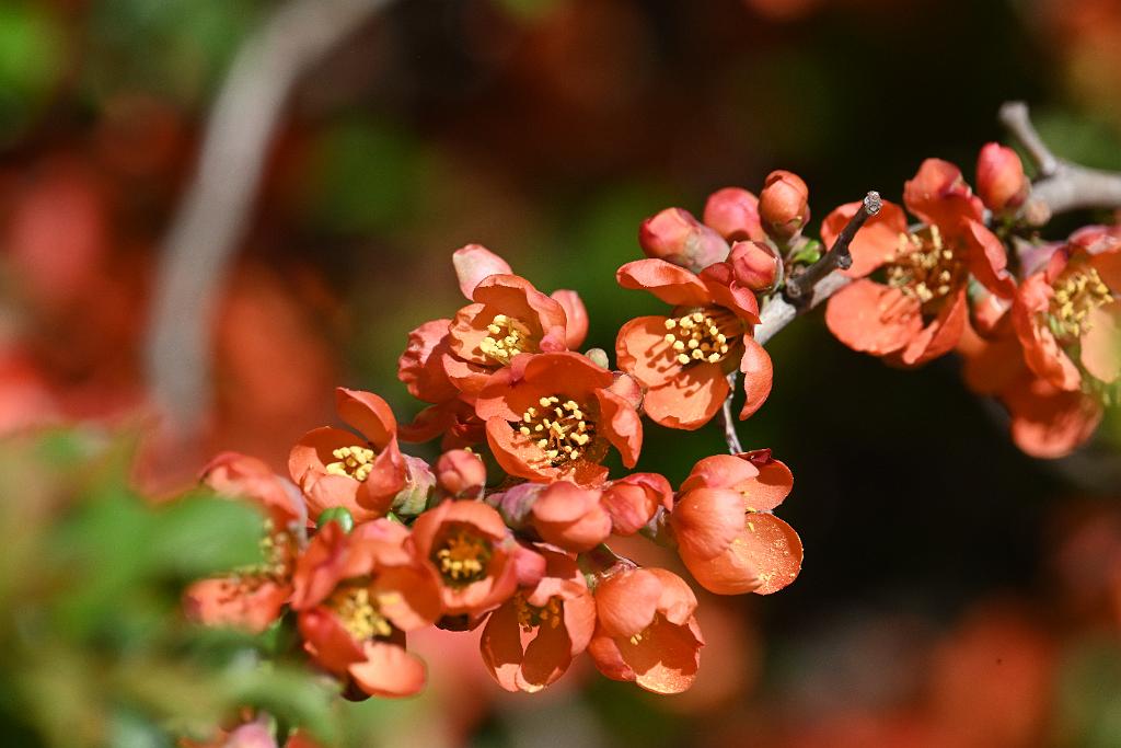 2025-04286690 Mount Auburn Cemetery, MA.JPG - Japanese Flowering Quince. Mount Auburn Cemetery, MA, 4-28-2025